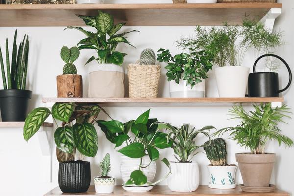 Winter Houseplant Care, indoor plant care