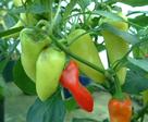 Gardening, Guide, Chilli Peppers