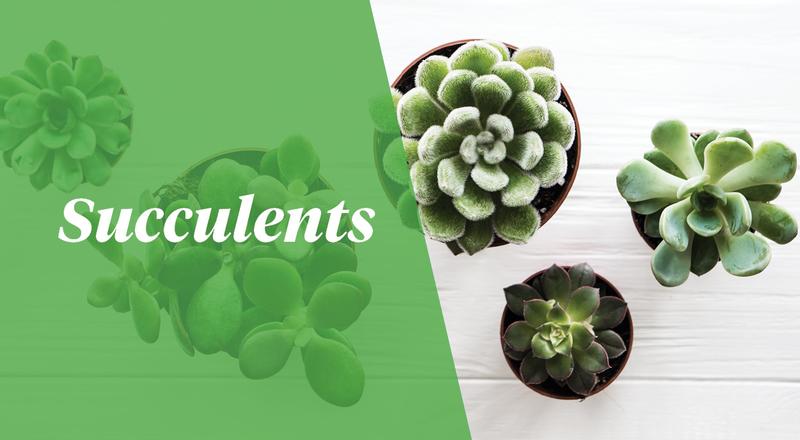 Plants, Succulents