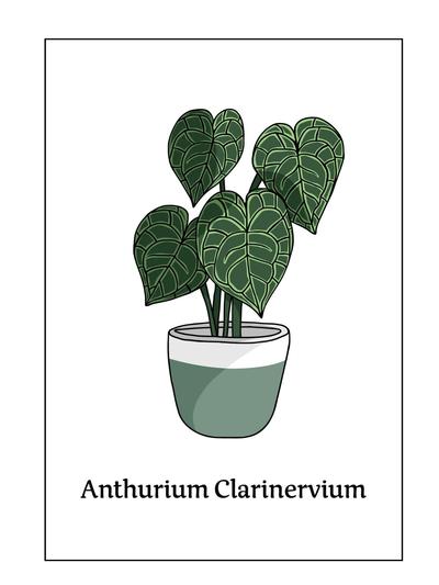 Botanical Print Anthurium Clarinervium A5