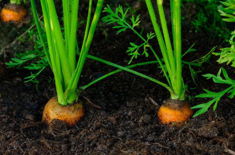 Gardening Guide, Carrot Cultivation tips, diy Carrot Growing