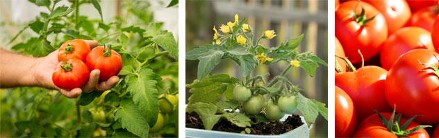 Gardening, Guide, Yummy, Tomatoes